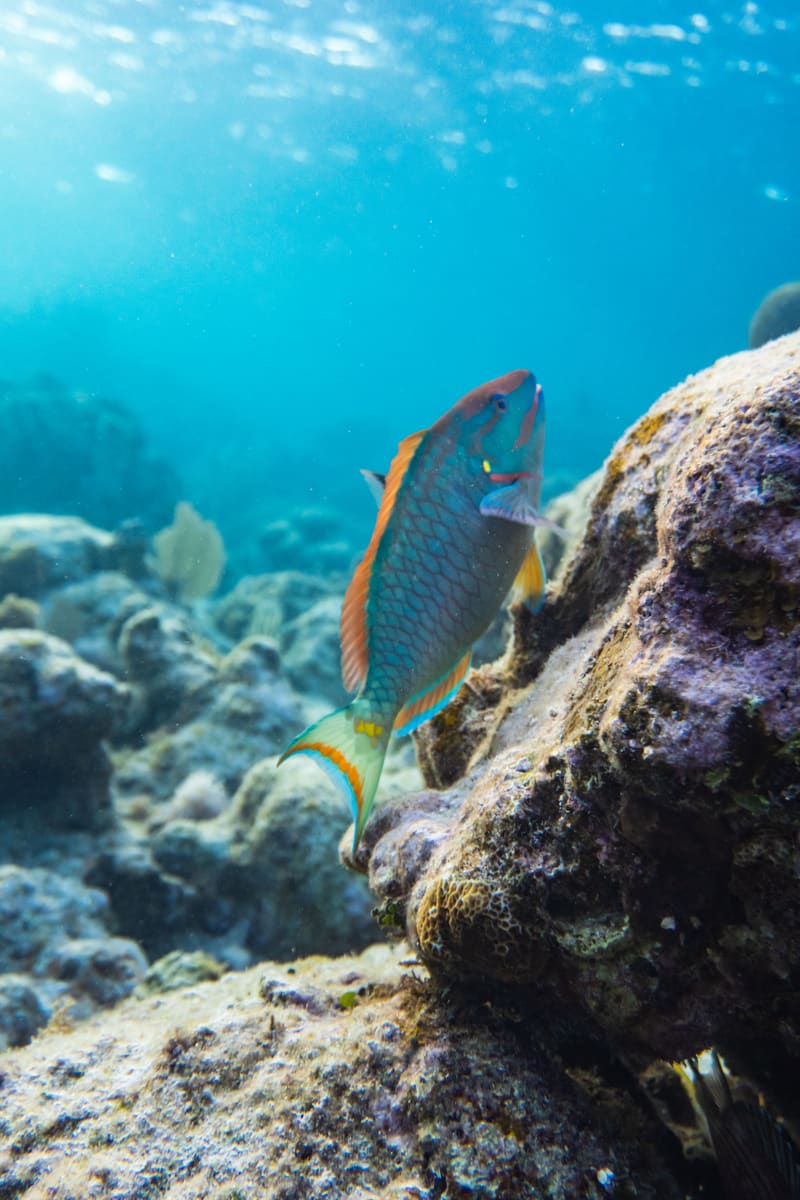 Parrotfish Close-up — Belize
