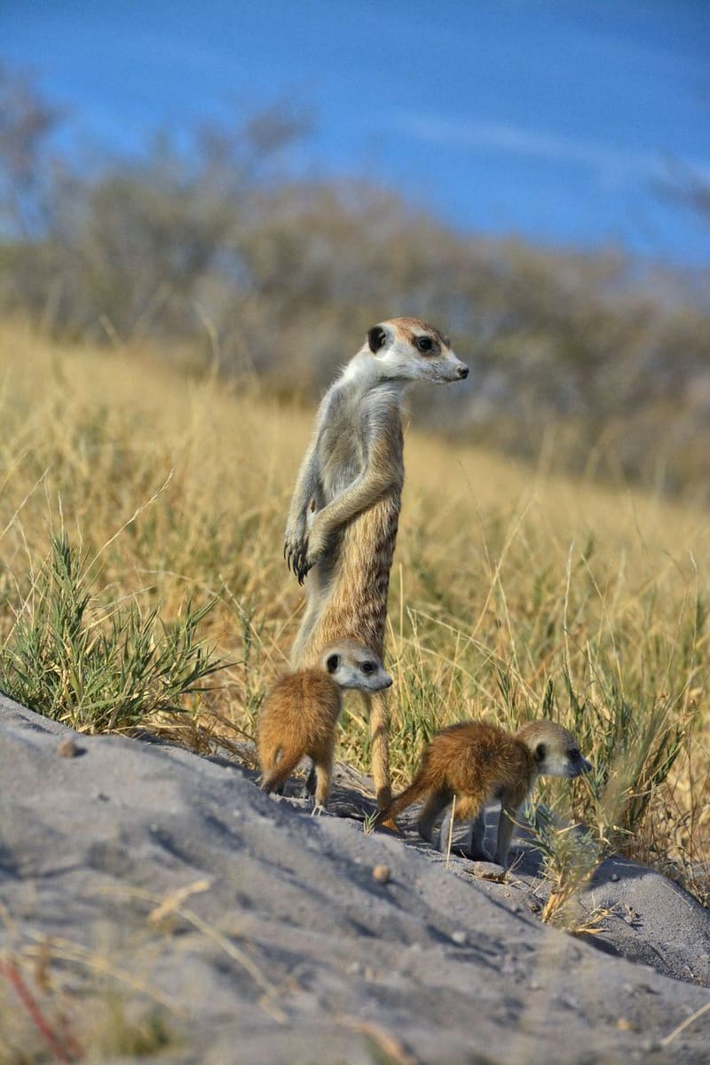 Kalahari Meerkats — Botswana