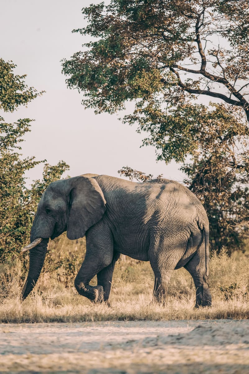 Elephant in the Wild — Botswana