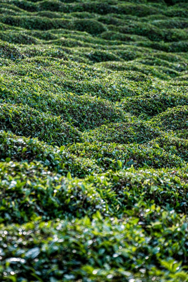 Tea Plantation — Burundi