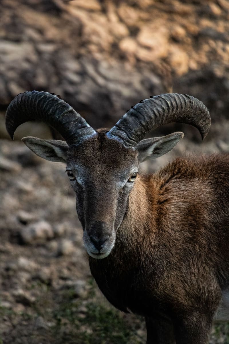 Barbary Sheep — Cameroon