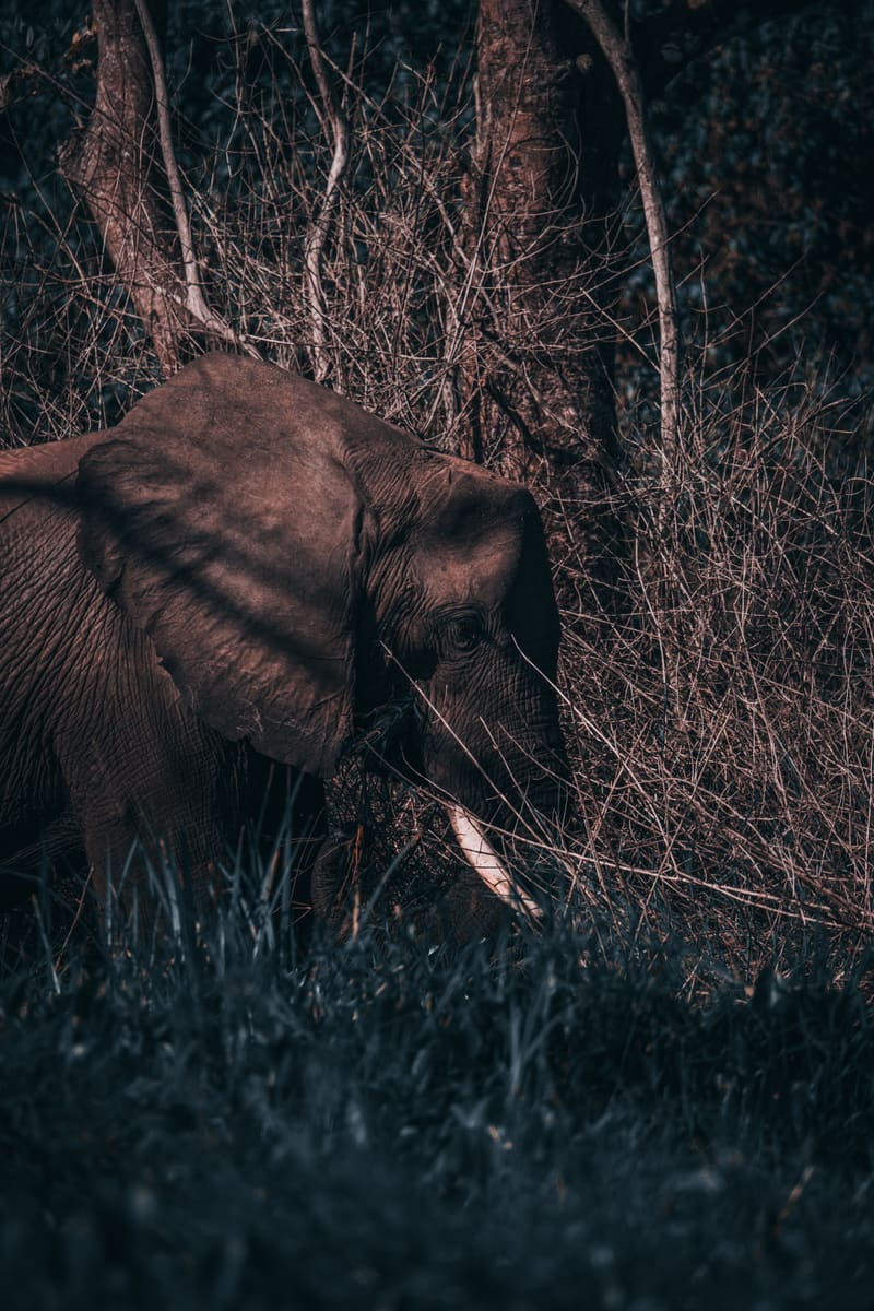 African Elephant — Central African Republic