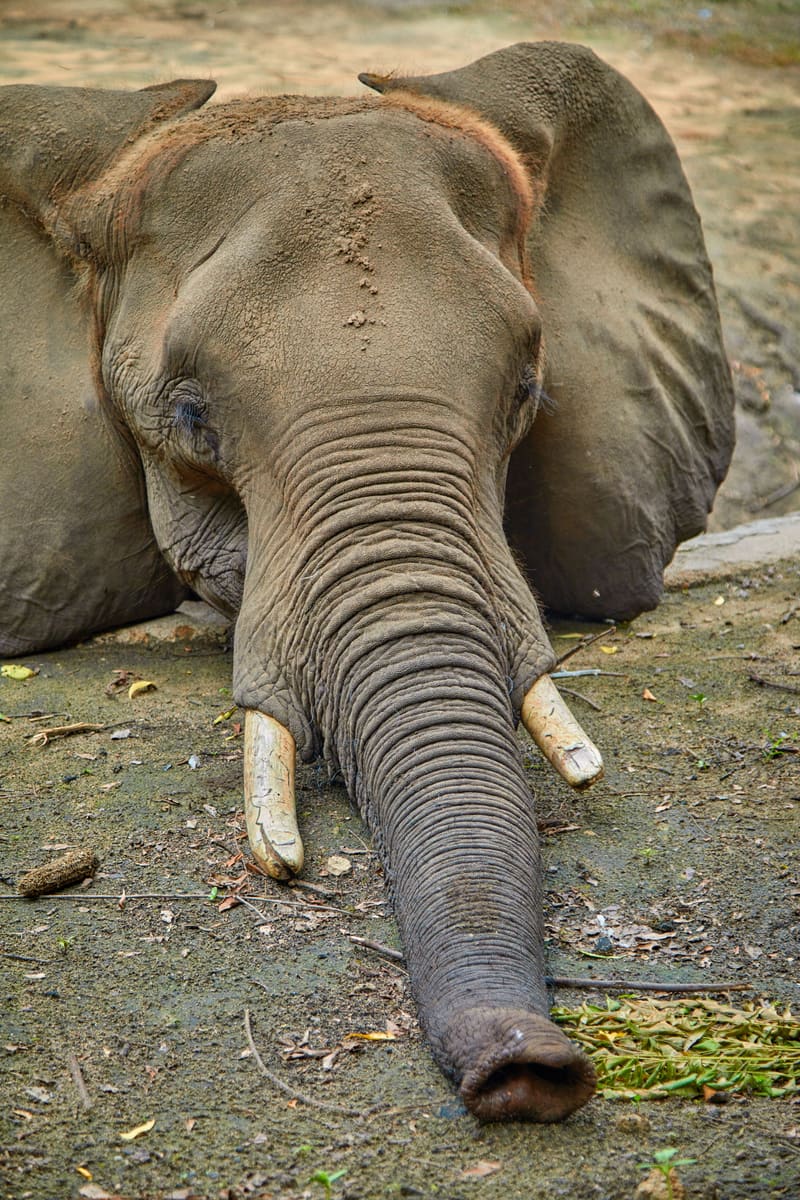 Elephant Close-up — Central African Republic