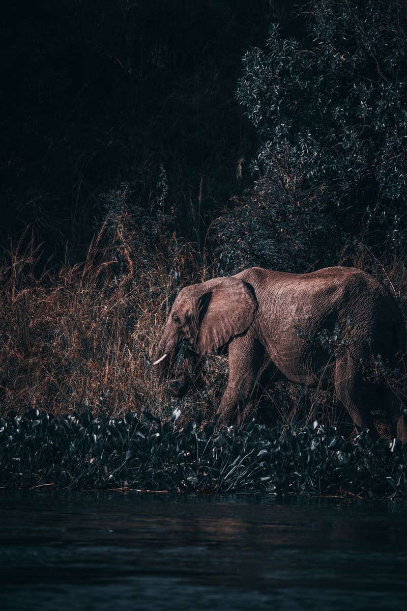Elephant by Water — Central African Republic