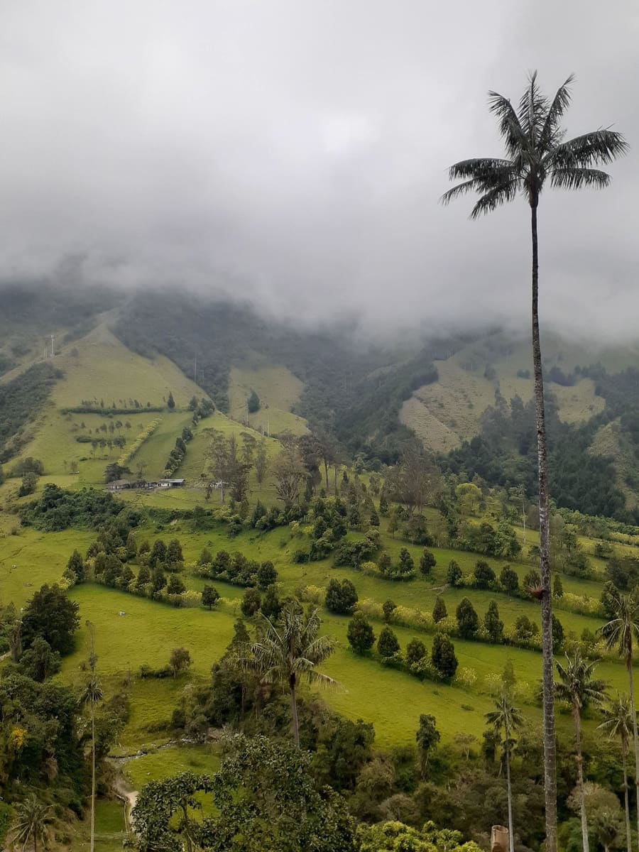 Cocora Valley — Colombia