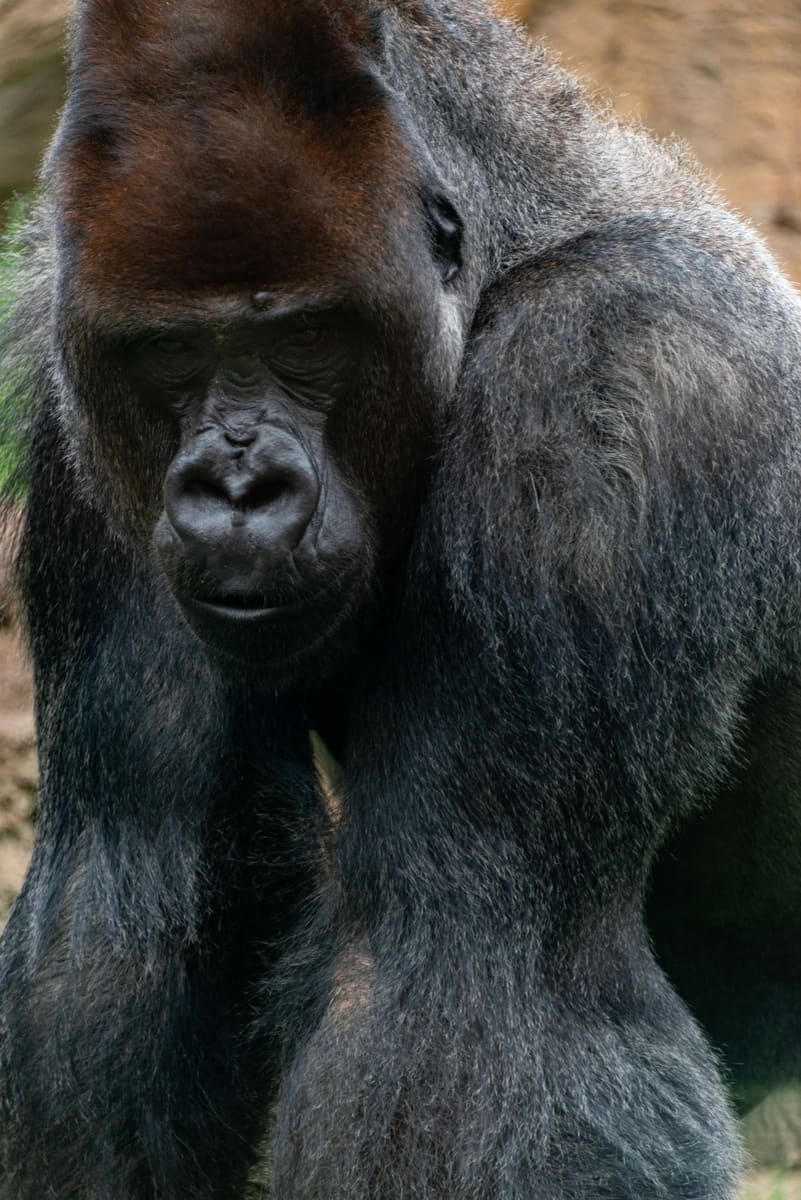 Gorilla Close-up — Congo (Brazzaville)