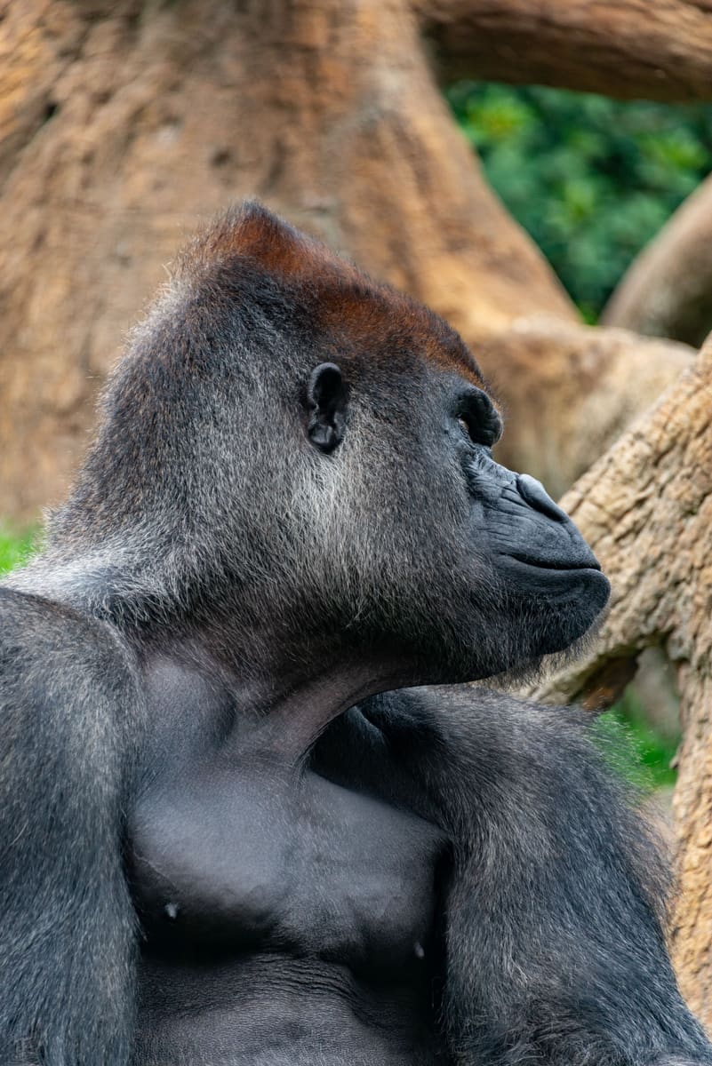 Gorilla and Tree — Congo (Brazzaville)
