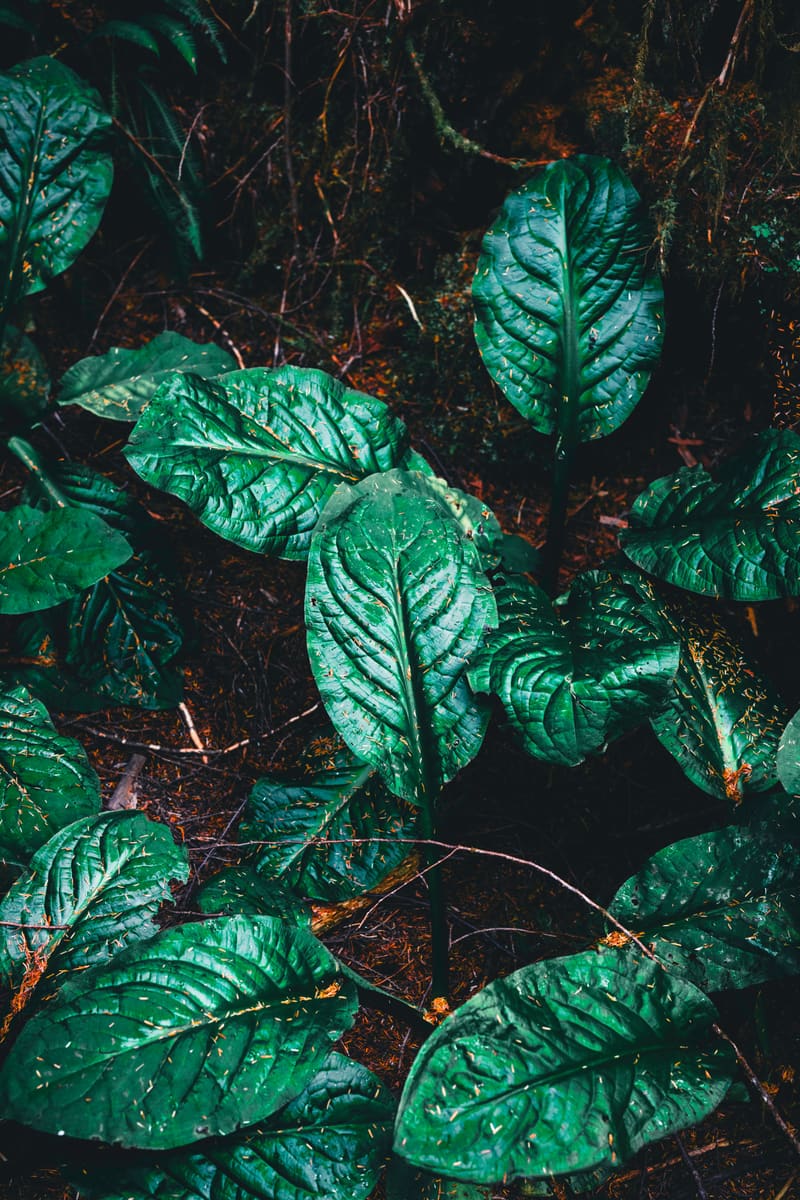 Coastal Rainforest — Dominica
