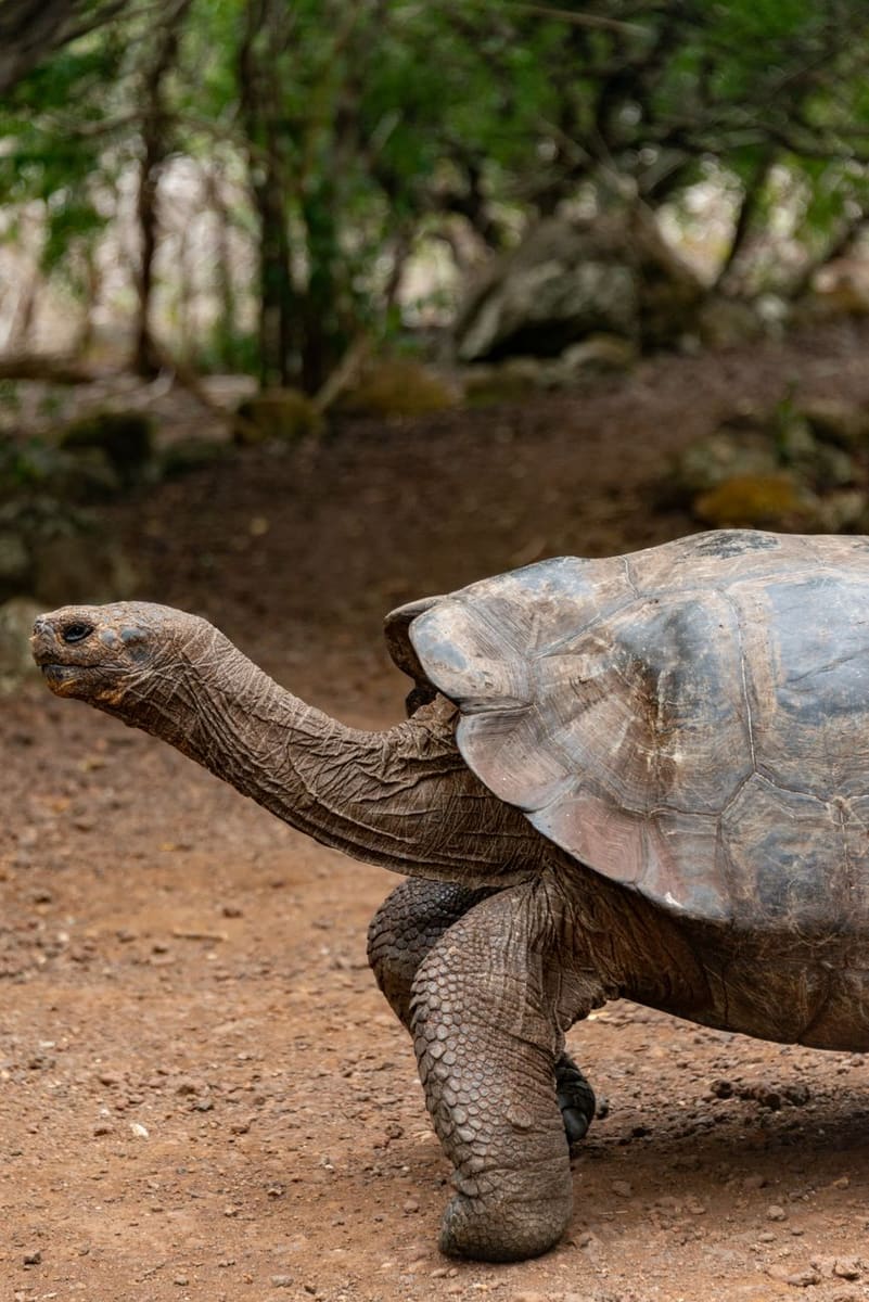 Galápagos Giant Tortoise — Ecuador