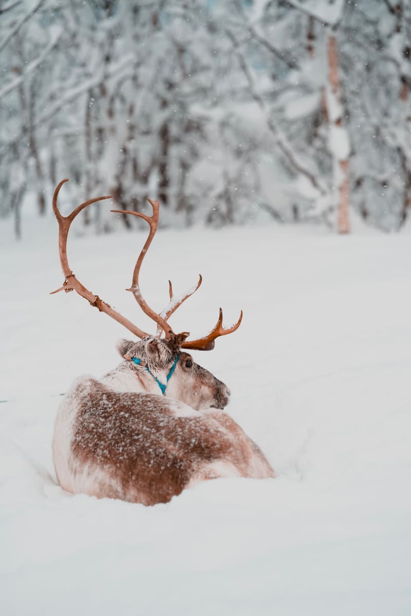 Resting Reindeer — Finland