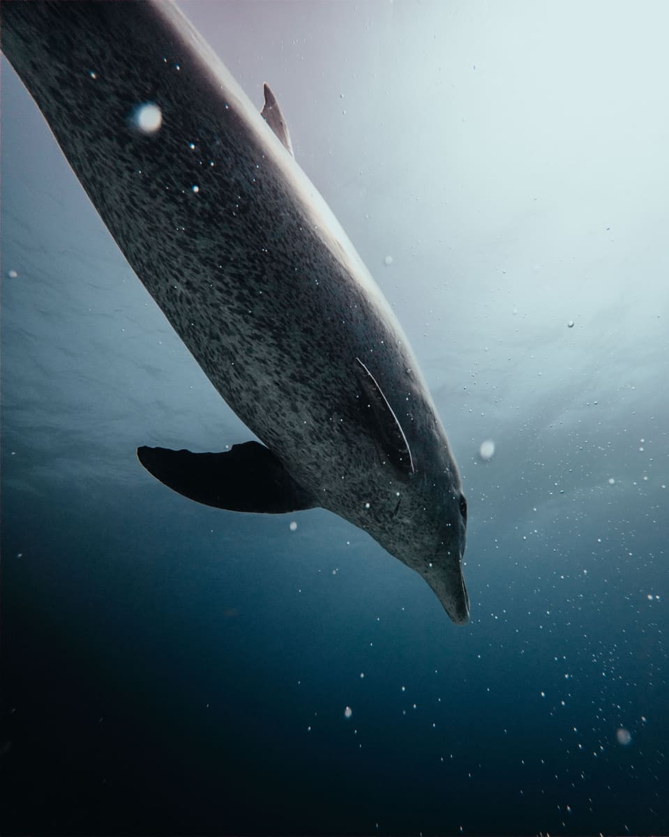 Dolphin in the Waves — Grenada
