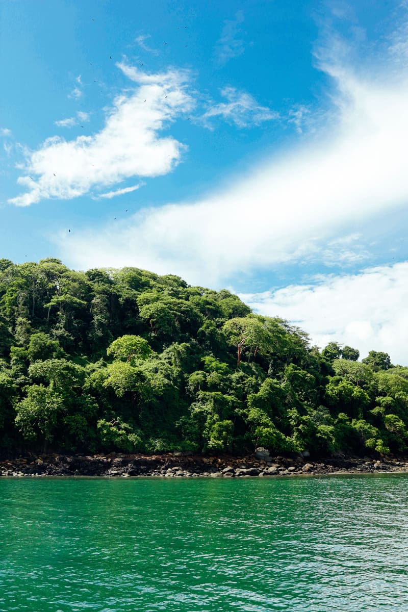 Coastal Greenery — Guinea-Bissau