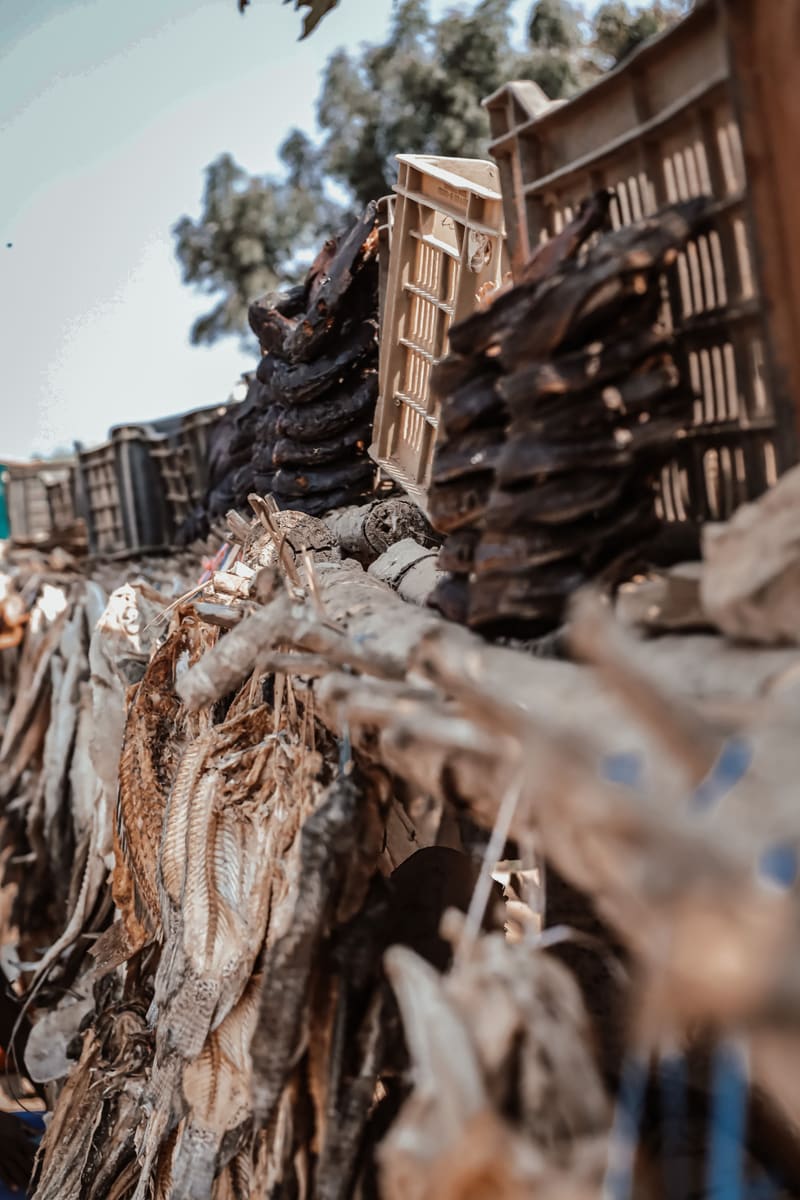 Drying Fish — Ivory Coast