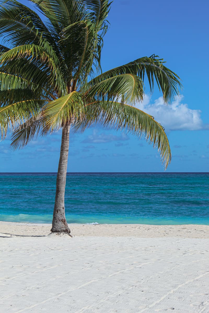 Palm-Fringed Beach — Jamaica