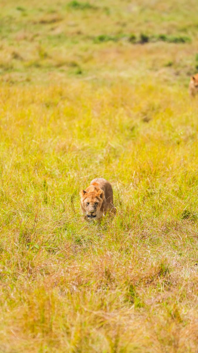 Stalking Lions — Kenya