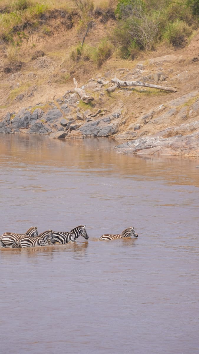 Zebra River Crossing — Kenya