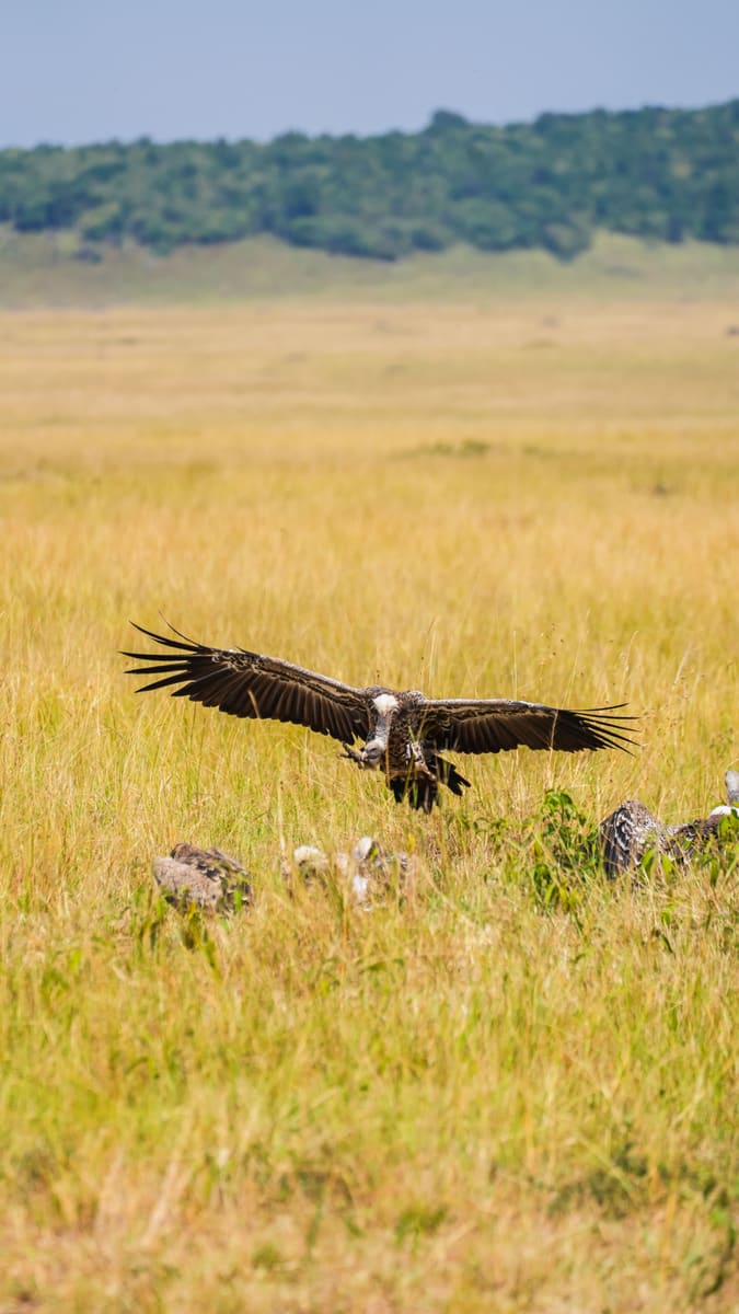 Vulture Landing — Kenya
