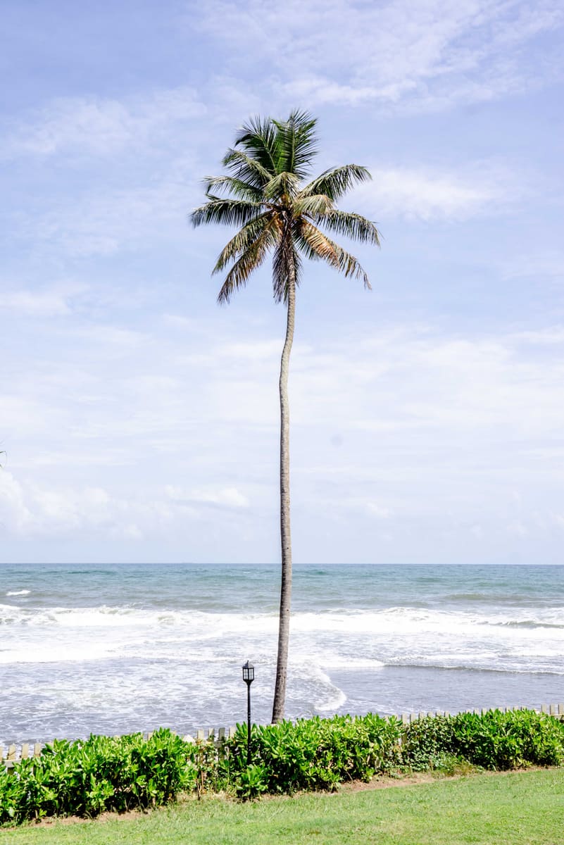 Coastal Palm — Liberia