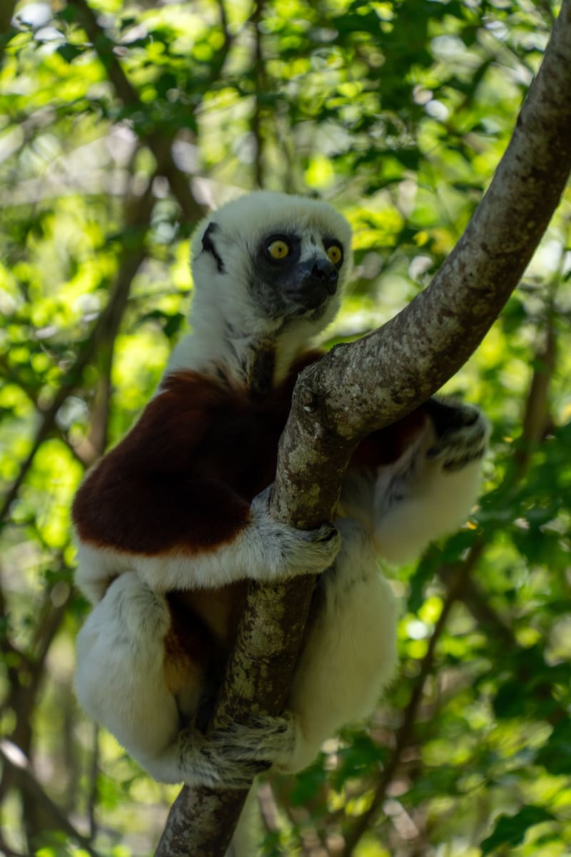 Sifaka Lemur — Madagascar