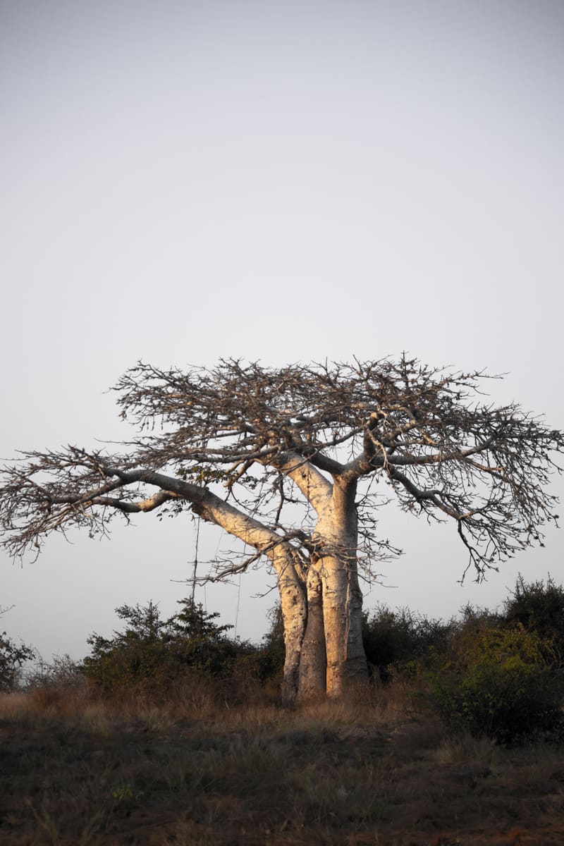 Spiny Forest — Madagascar