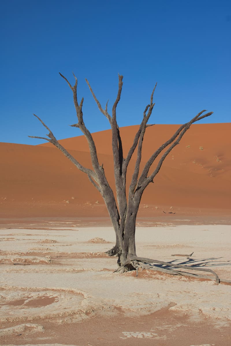 Sossusvlei Tree — Namibia