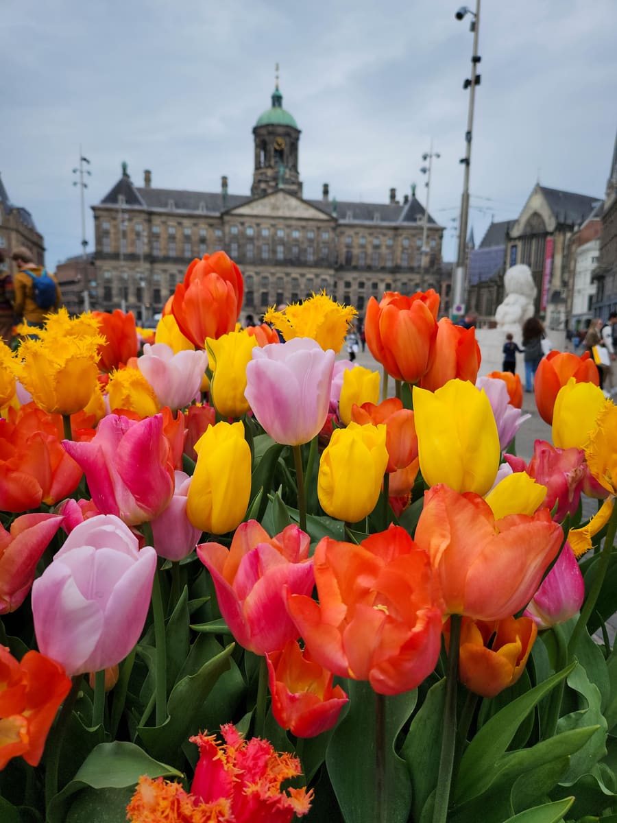 Amsterdam Tulips — Netherlands