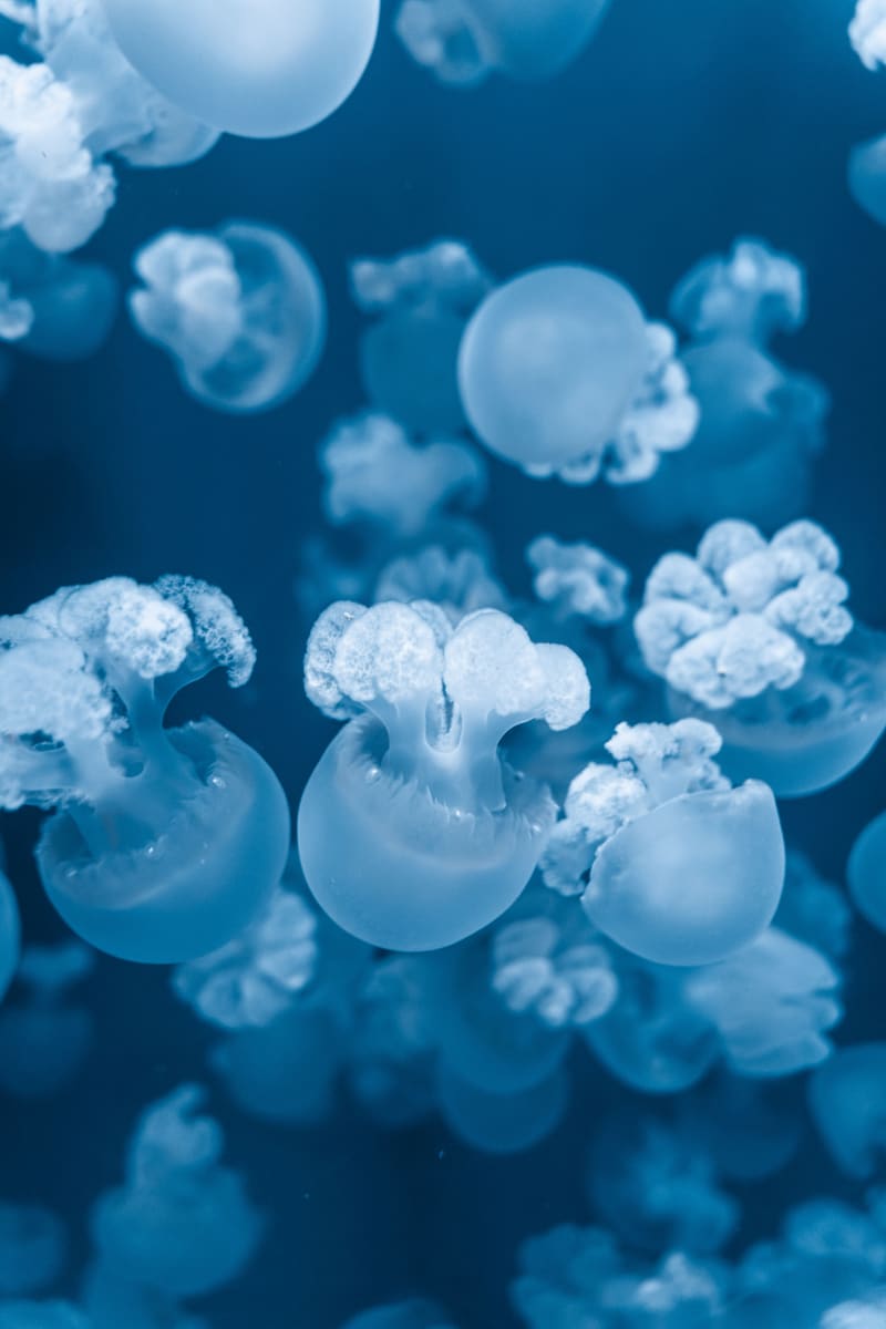 Jellyfish Swarm — Palau