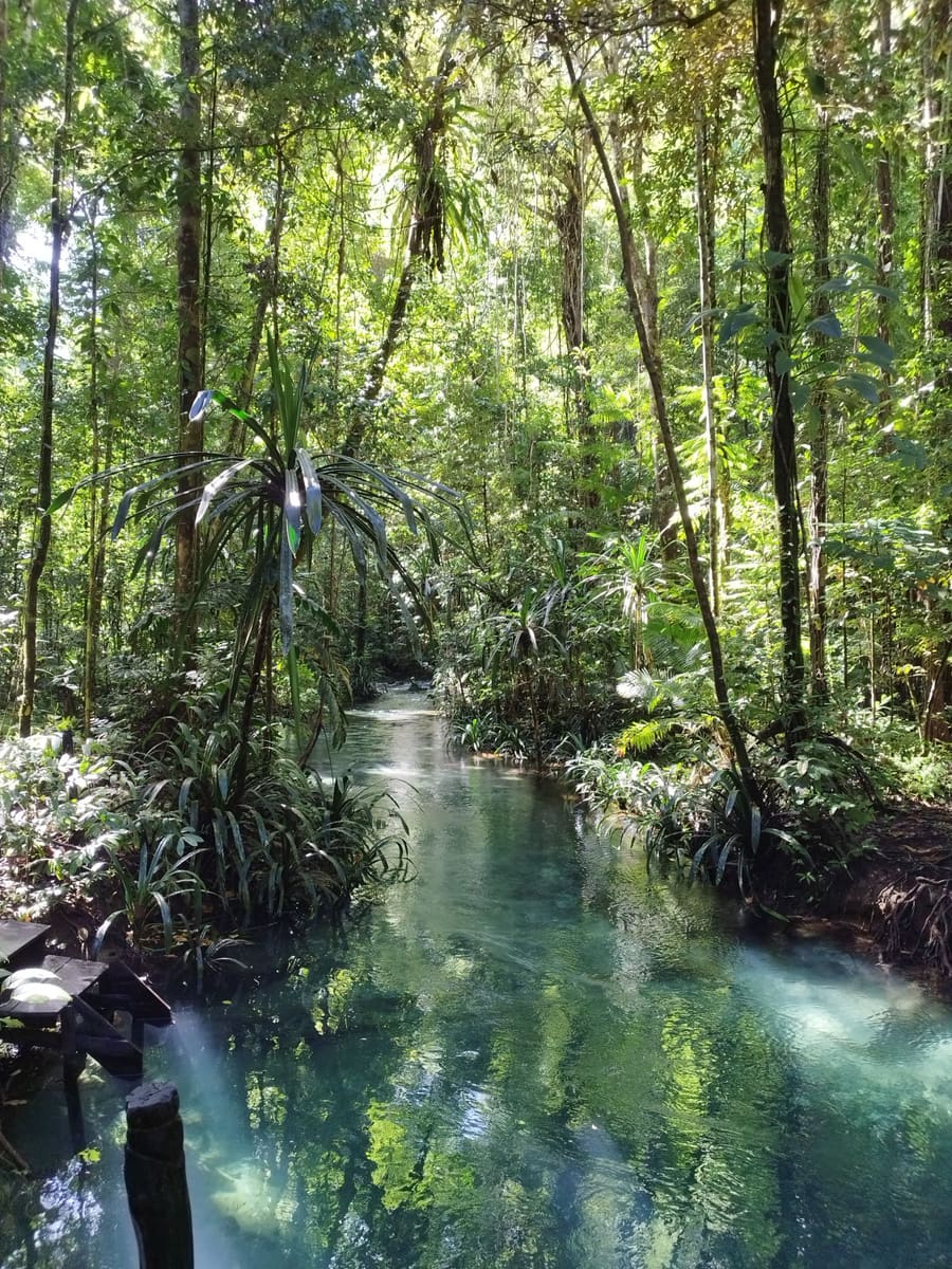 Forest River — Papua New Guinea