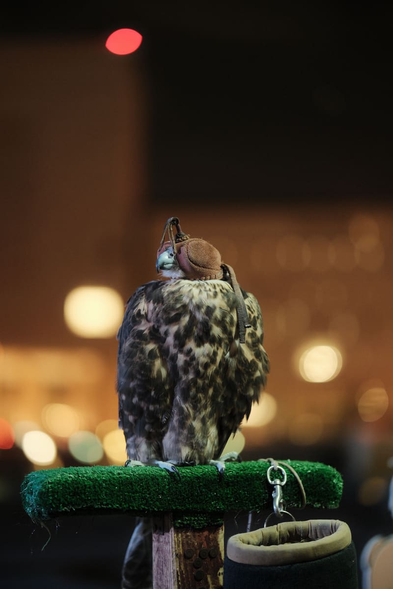 Qatari Falcon — Qatar