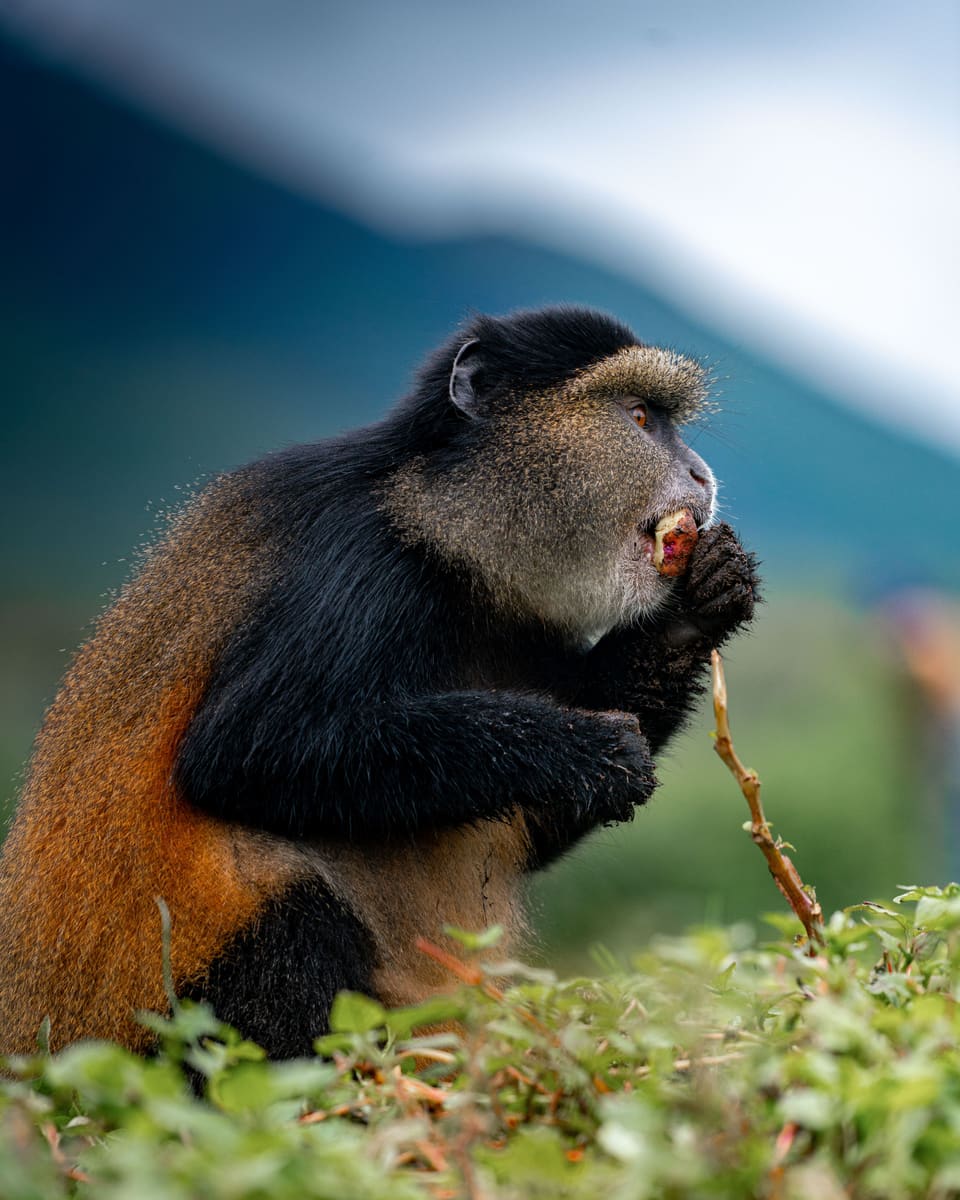 Feeding Monkey — Rwanda