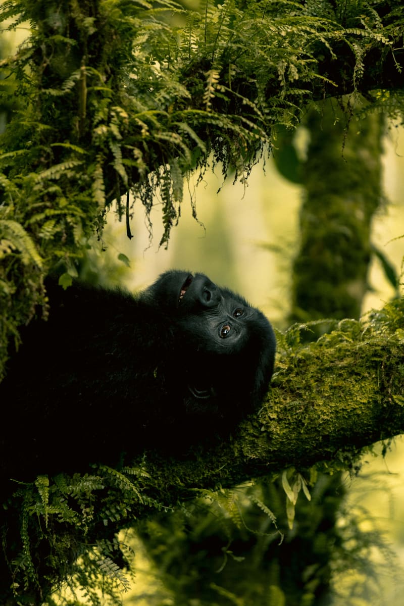 Mountain Gorilla — Rwanda