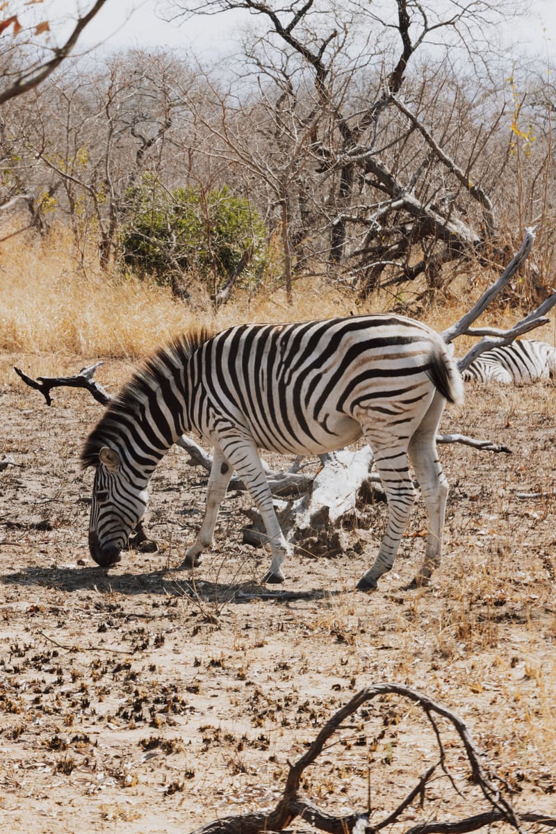 Savannah Zebra — South Africa