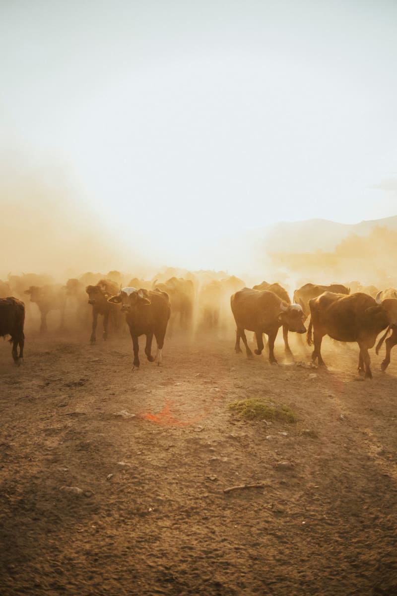 Desert Cattle Herd — South Sudan