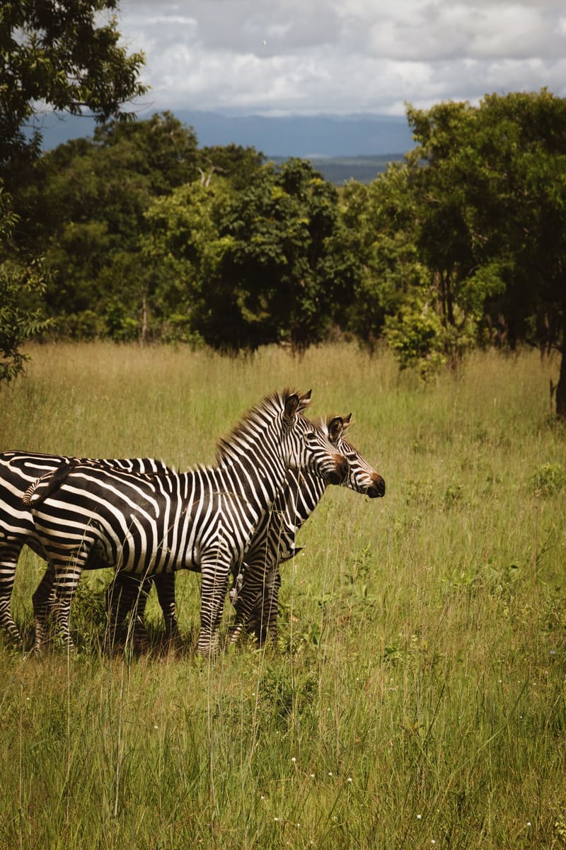 Mikumi Zebras — Tanzania