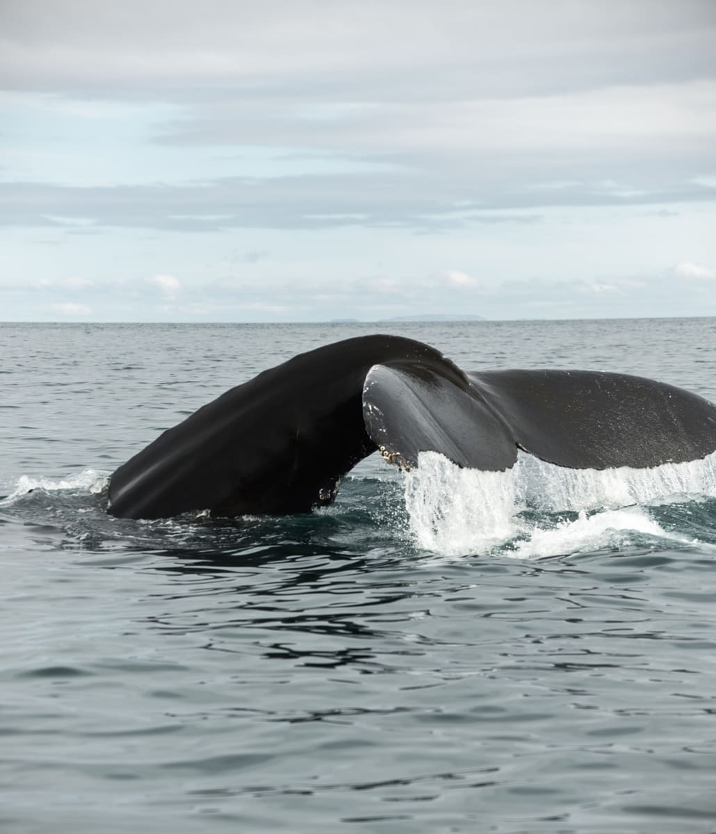 Humpback Whale — Tonga