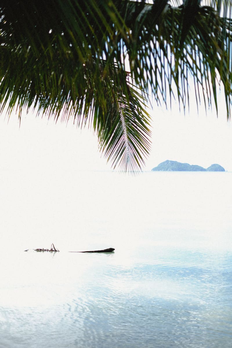 Seaside Palm — Tonga