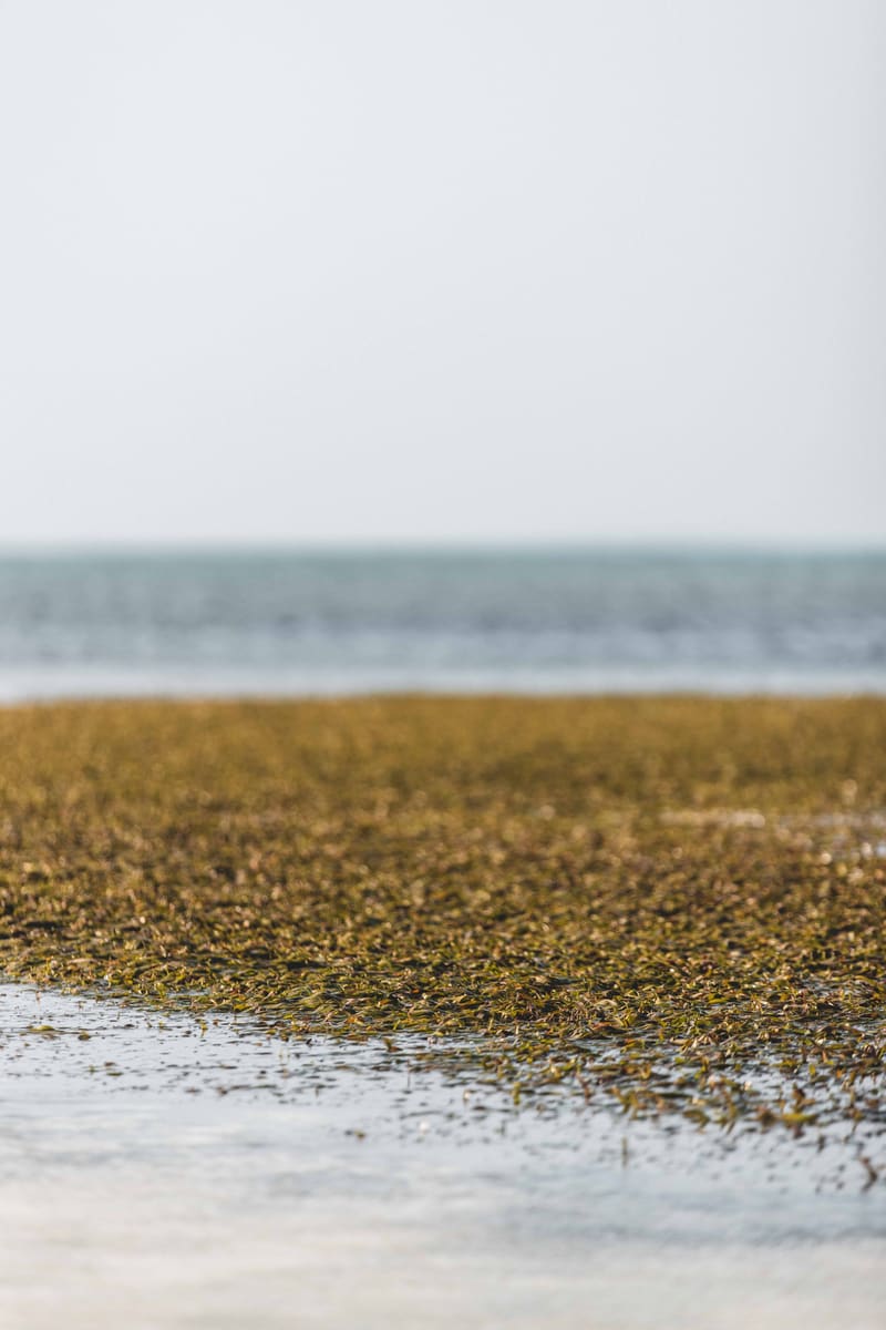 Golden Shore Leaves — Tuvalu