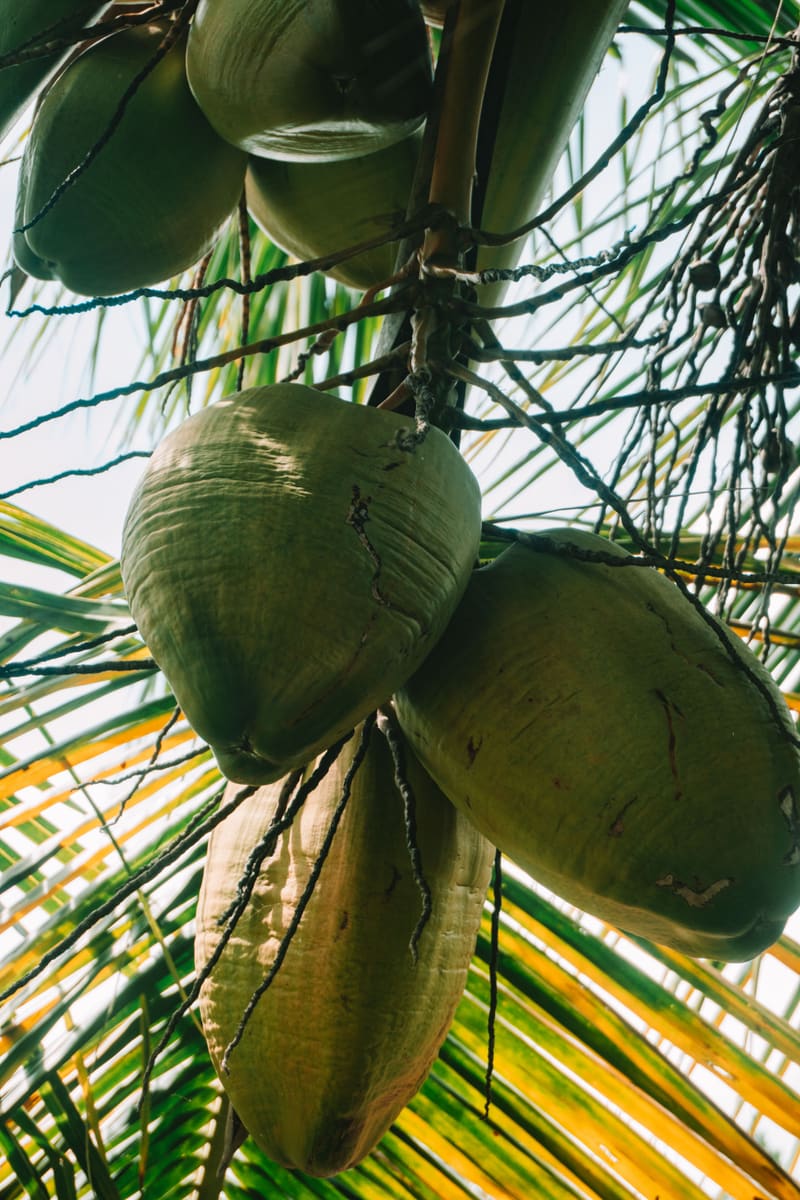 Coconuts on the Tree — Tuvalu
