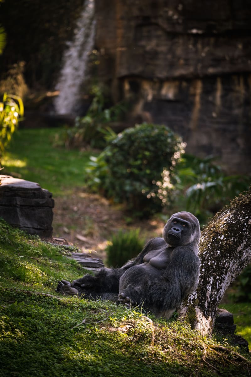 Forest Gorilla — Uganda