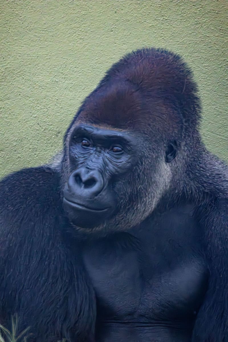 Silverback Gorilla — Uganda