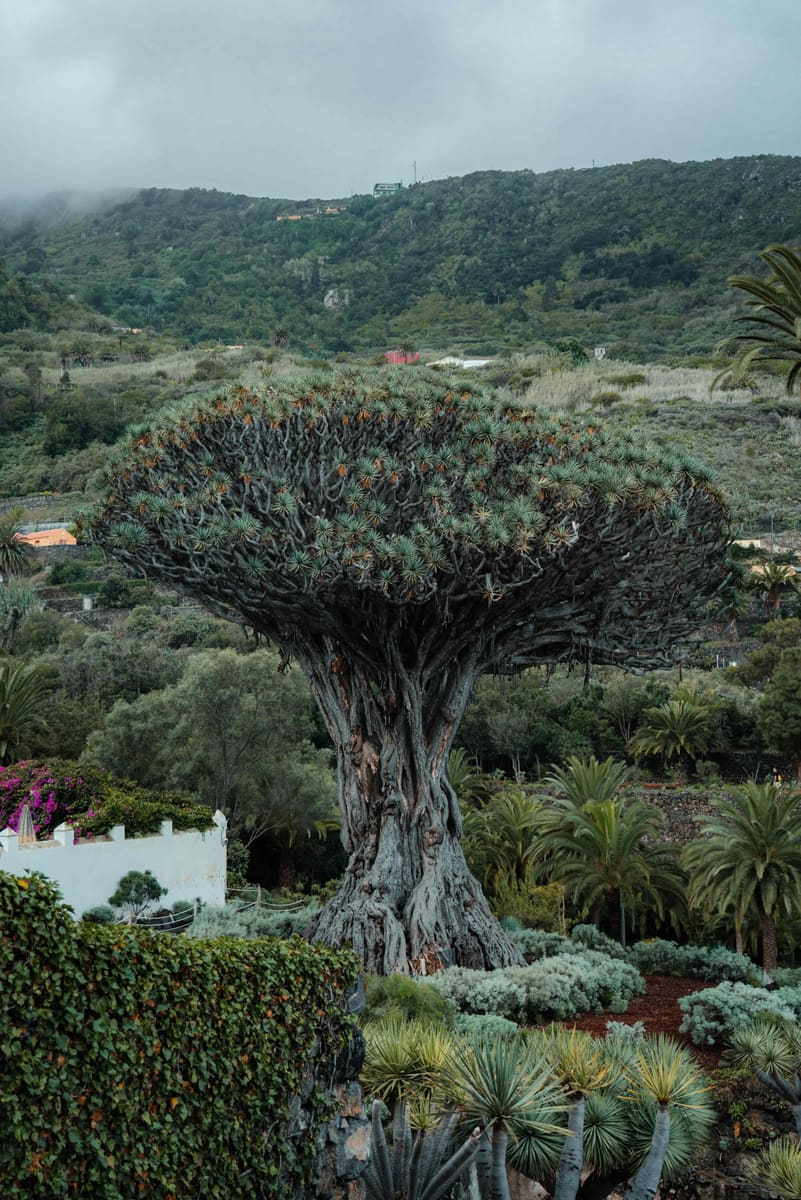 Dragon Tree — Yemen