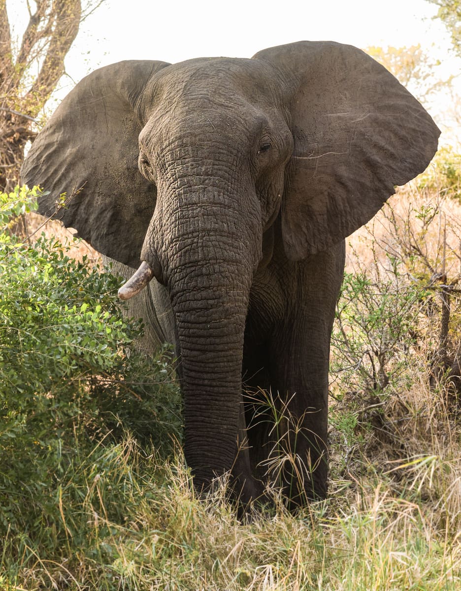 Wild Elephant — Zimbabwe