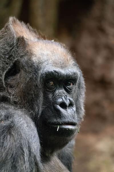 Congo (Brazzaville) — travel photo