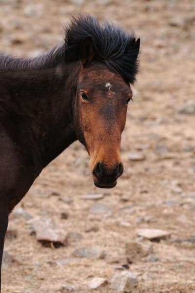 Mongolia — travel photo
