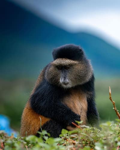 Rwanda — travel photo